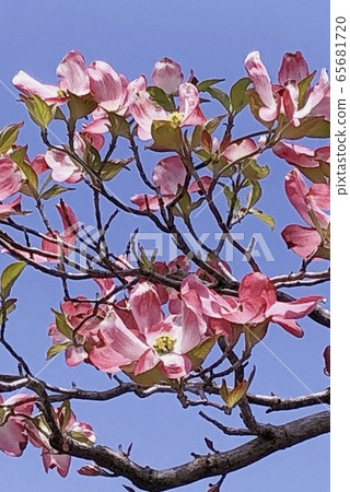 Dogwood Dogwood 65681720