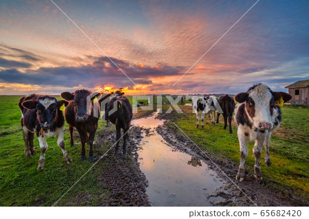 A Group of Friendly Cows Enjoying the Sunset A Group of Friendly Cows Enjoying the Sunset 65682420