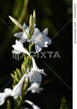 唐菖蒲花 唐菖蒲花 65682609
