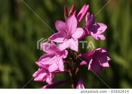 Gladiolous Flower Gladiolous Flower 65682614