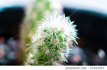 Closeup of couple of cacti grow in a pot 65682663