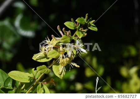 Honeysuckle 65682727