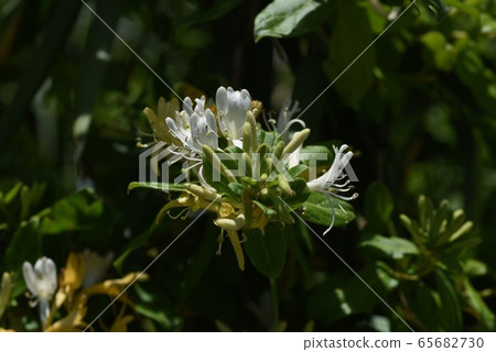 Honeysuckle 65682730