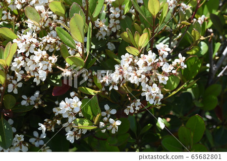 Sharinbai (wheel plum) Sharinbai (wheel plum) 65682801
