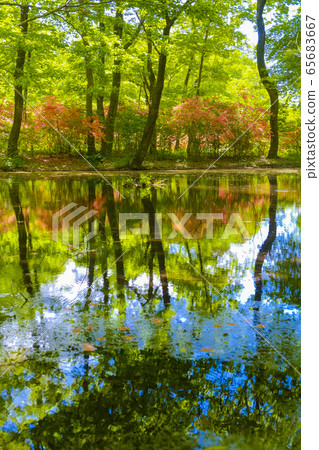 A pond that reflects fresh greenery and mountain azaleas (vertical) A pond that reflects fresh greenery and mountain azaleas (vertical) 65683667