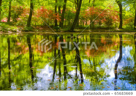 A pond that reflects the manicure and fresh green 65683669