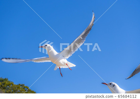 Black-headed gull Takeshima [Aichi Prefecture] 65684112