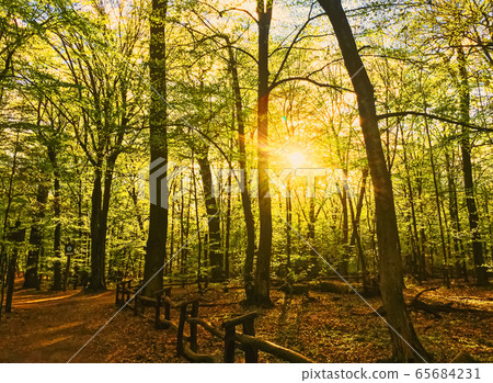 Spring forest landscape at sunset or sunrise 65684231