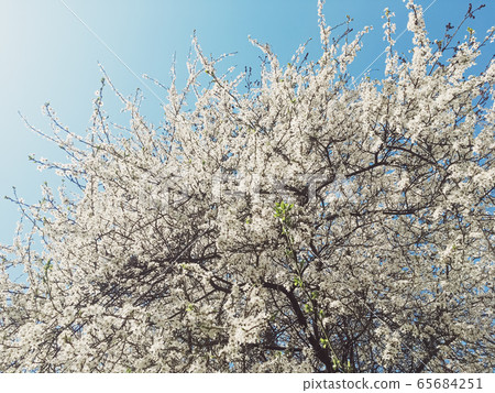 Blooming apple tree flowers in spring as floral background Blooming apple tree flowers in spring as floral background 65684251
