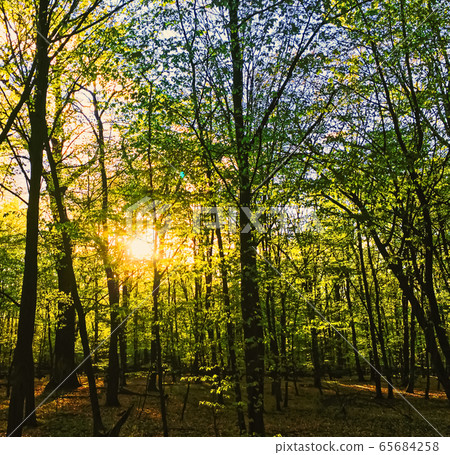 Spring forest landscape at sunset or sunrise 65684258