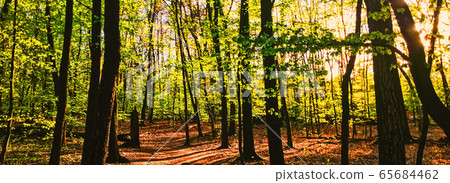 Spring forest landscape at sunset or sunrise 65684462
