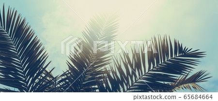 Tropical palm tree leaves in hot summer day as vintage background, nature and travel Tropical palm tree leaves in hot summer day as vintage background, nature and travel 65684664