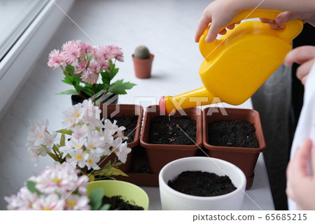 Home gardening microgreens. Home gardening microgreens. 65685215