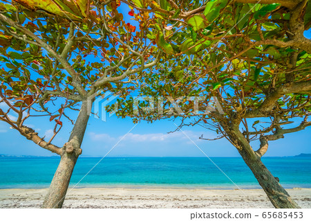 The sea of Okinawa 65685453