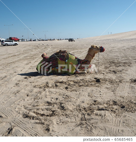 Doha camel Doha camel 65685465