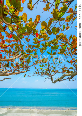 The sea of Okinawa 65685510