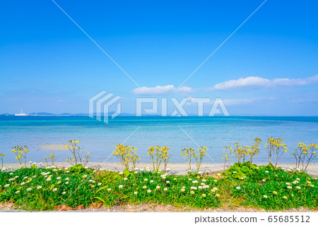 Okinawa sea and Tsuwabuki 65685512