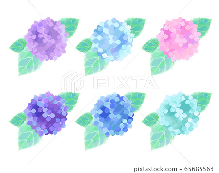 Hydrangea illustration material 65685563