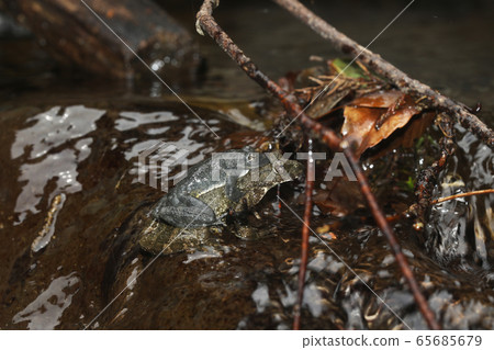 Red-headed frog 65685679