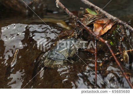 Red-headed frog 65685680