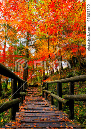 築地峽/不動公園的風景（秋天） 65685890