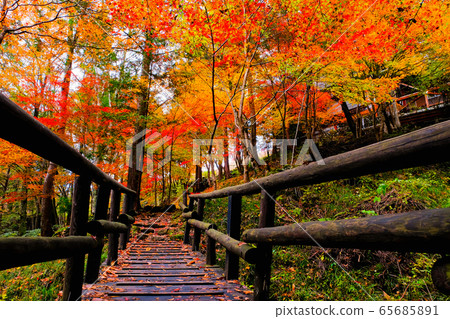 築地峽/不動公園的風景（秋天） 65685891