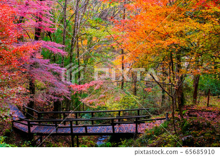 Scenery of Tsukechikyo / Fudo Park (autumn) Scenery of Tsukechikyo / Fudo Park (autumn) 65685910