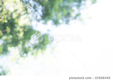 新鮮的綠色模糊散景 新鮮的綠色模糊散景 65686448