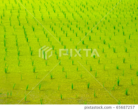 Duckweed in rice field 65687257