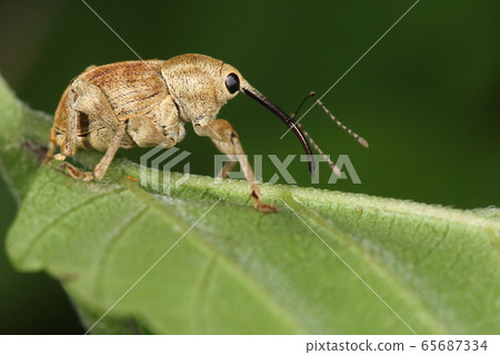 Living creature Insect White weevil, about 9 mm long and large. The first and second segments of the antenna are almost the same length Living creature Insect White weevil, about 9 mm long and large. The first and second segments of the antenna are almost the same length 65687334