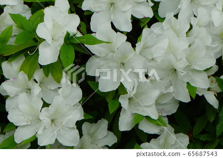 Azalea flower white Azalea flower white 65687543