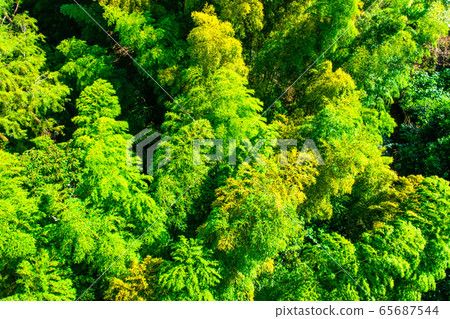 Bamboo forest seen from above Bamboo forest seen from above 65687544