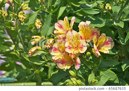 Alstroemeria flowers Alstroemeria flowers 65687635