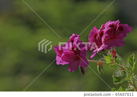 Geranium Geranium 65687811