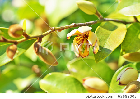 Magnolia figo flower 65688003