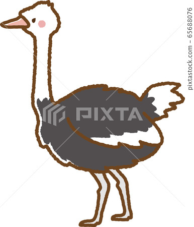 Ostrich 65688076