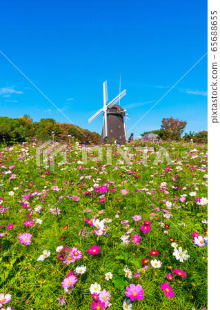 Windmill and cosmos of Hanazono memorial park Windmill and cosmos of Hanazono memorial park 65688655