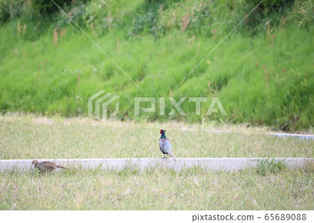 Pheasant couple 2 Pheasant couple 2 65689088