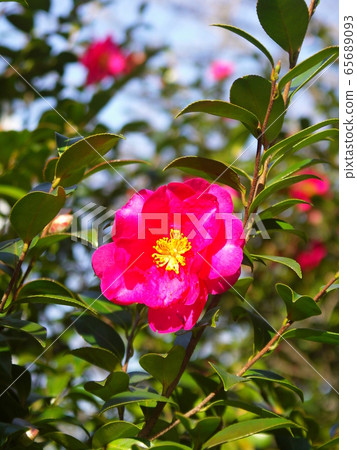 Sancha flowers blooming in winter park Sancha flowers blooming in winter park 65689093