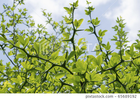 The branch of liquor that has thorns stretches The branch of liquor that has thorns stretches 65689192