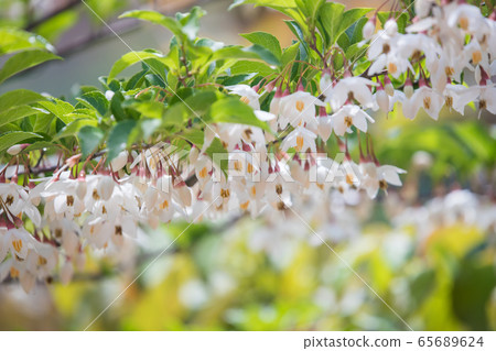 白色和漂亮的自我花 65689624