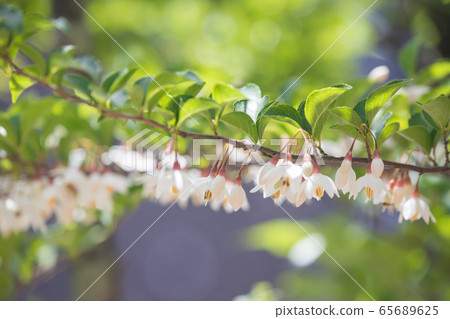 白色和漂亮的自我花 65689625