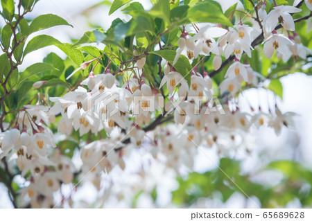 白色和漂亮的自我花 65689628