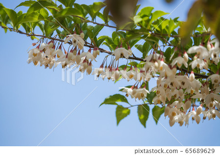 白色和漂亮的自我花 65689629