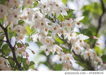 白色和漂亮的自我花 65689630