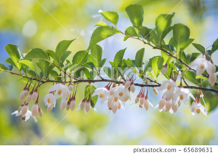 白色和漂亮的自我花 65689631