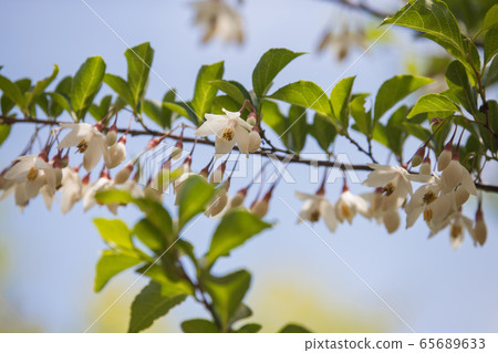 白色和漂亮的自我花 65689633