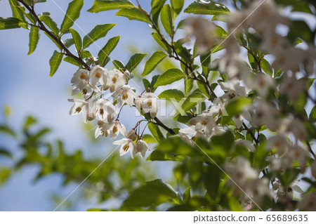 白色和漂亮的自我花 65689635