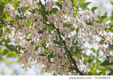 白色和漂亮的自我花 65689639