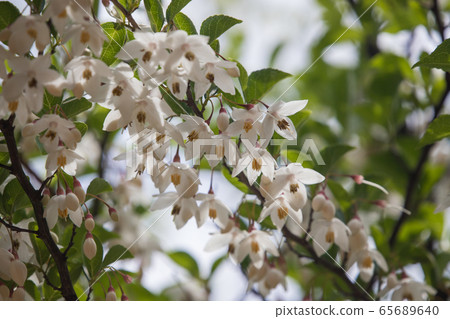 白色和漂亮的自我花 65689640